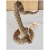 Image 5 : Diamondback Rattlesnake Full Body Taxidermy Mount
