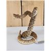 Image 7 : Diamondback Rattlesnake Full Body Taxidermy Mount