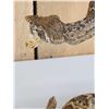 Image 8 : Diamondback Rattlesnake Full Body Taxidermy Mount