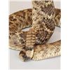 Image 9 : Diamondback Rattlesnake Full Body Taxidermy Mount