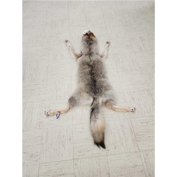 Alaskan Wolf Soft Tanned Fur Taxidermy