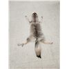 Image 1 : Alaskan Wolf Soft Tanned Fur Taxidermy