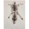 Image 2 : Alaskan Wolf Soft Tanned Fur Taxidermy