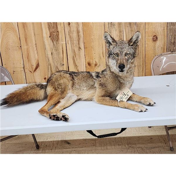 Coyote Full Body Taxidermy Mount