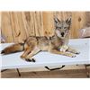 Image 1 : Coyote Full Body Taxidermy Mount
