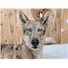 Image 2 : Coyote Full Body Taxidermy Mount