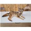 Image 3 : Coyote Full Body Taxidermy Mount