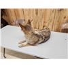 Image 4 : Coyote Full Body Taxidermy Mount
