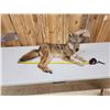 Image 5 : Coyote Full Body Taxidermy Mount