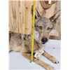 Image 7 : Coyote Full Body Taxidermy Mount