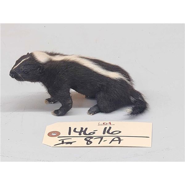 Baby Skunk Full Body Taxidermy Mount