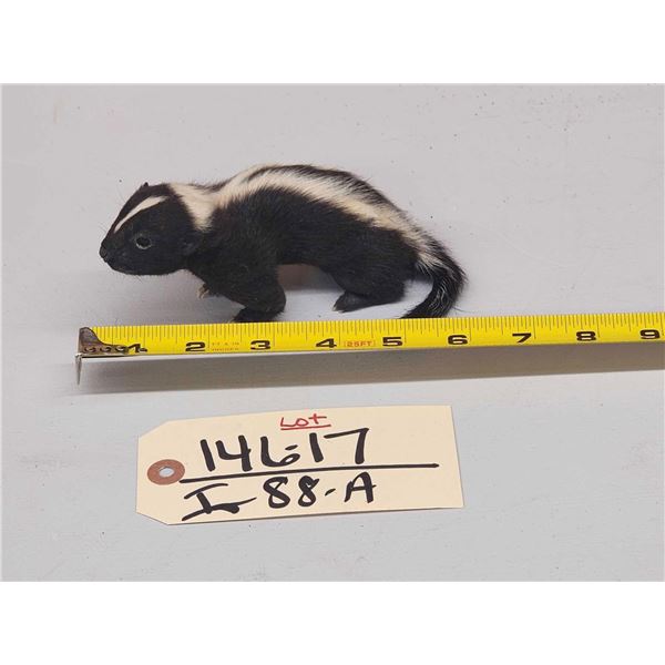 Baby Skunk Full Body Taxidermy Mount