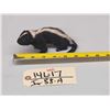 Image 1 : Baby Skunk Full Body Taxidermy Mount