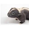 Image 3 : Baby Skunk Full Body Taxidermy Mount