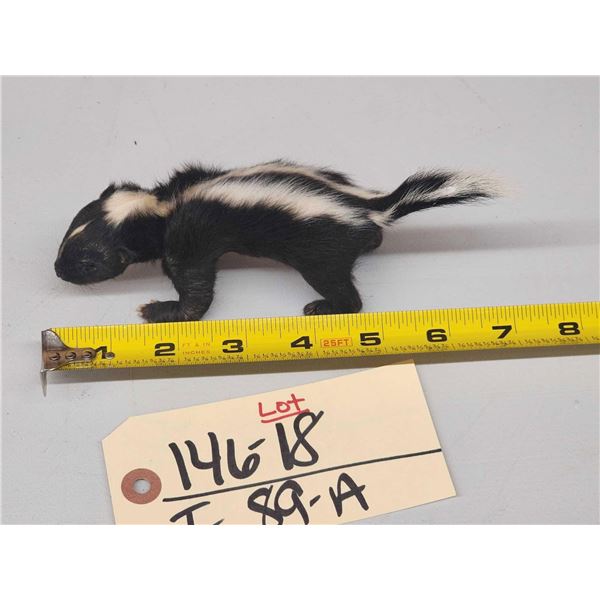 Baby Skunk Full Body Taxidermy Mount