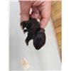 Image 5 : Baby Skunk Full Body Taxidermy Mount