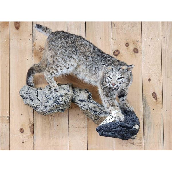 Bobcat Full Body Taxidermy Mount