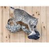 Image 1 : Bobcat Full Body Taxidermy Mount
