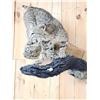 Image 2 : Bobcat Full Body Taxidermy Mount