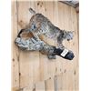 Image 3 : Bobcat Full Body Taxidermy Mount