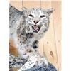 Image 4 : Bobcat Full Body Taxidermy Mount