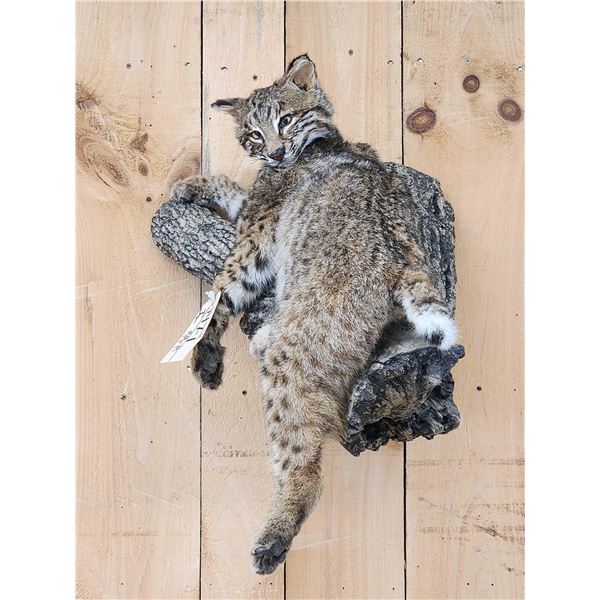 Bobcat Full Body Taxidermy Mount