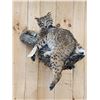 Image 2 : Bobcat Full Body Taxidermy Mount