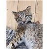 Image 3 : Bobcat Full Body Taxidermy Mount