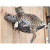 Image 4 : Bobcat Full Body Taxidermy Mount