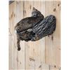 Image 5 : Bobcat Full Body Taxidermy Mount