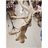 Image 10 : 260 Class Whitetail Antlers On Skull GIANT Droptine