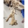 Image 11 : 260 Class Whitetail Antlers On Skull GIANT Droptine