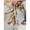 Image 15 : 260 Class Whitetail Antlers On Skull GIANT Droptine
