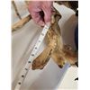 Image 18 : 260 Class Whitetail Antlers On Skull GIANT Droptine
