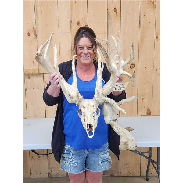 260 Class Whitetail Antlers On Skull GIANT Droptine