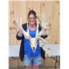 Image 1 : 260 Class Whitetail Antlers On Skull GIANT Droptine