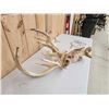 Image 20 : 260 Class Whitetail Antlers On Skull GIANT Droptine