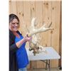 Image 3 : 260 Class Whitetail Antlers On Skull GIANT Droptine