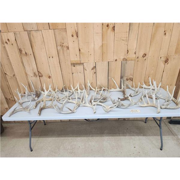 39 Lbs Of Whitetail Shed Antlers
