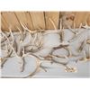Image 3 : 39 Lbs Of Whitetail Shed Antlers