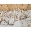 Image 4 : 39 Lbs Of Whitetail Shed Antlers