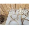 Image 6 : 39 Lbs Of Whitetail Shed Antlers