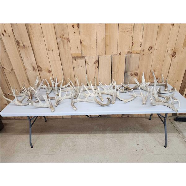 39.9 Lbs Of Whitetail Shed Antlers