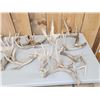 Image 2 : 39.9 Lbs Of Whitetail Shed Antlers