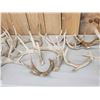 Image 3 : 39.9 Lbs Of Whitetail Shed Antlers