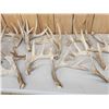 Image 4 : 39.9 Lbs Of Whitetail Shed Antlers