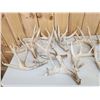 Image 5 : 39.9 Lbs Of Whitetail Shed Antlers