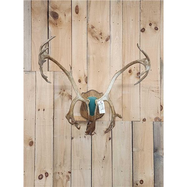 Nice Double Shovel Set Of Caribou Antlers On Plaque