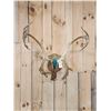 Image 1 : Nice Double Shovel Set Of Caribou Antlers On Plaque