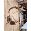 Image 2 : Nice Double Shovel Set Of Caribou Antlers On Plaque